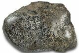 Polished Fossil Dinosaur Bone (Gembone) Section - Wyoming #309390-2